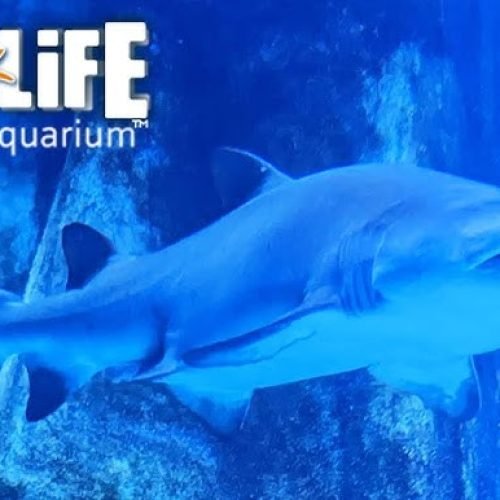 Conheça o SEA LIFE London uma atração imperdível